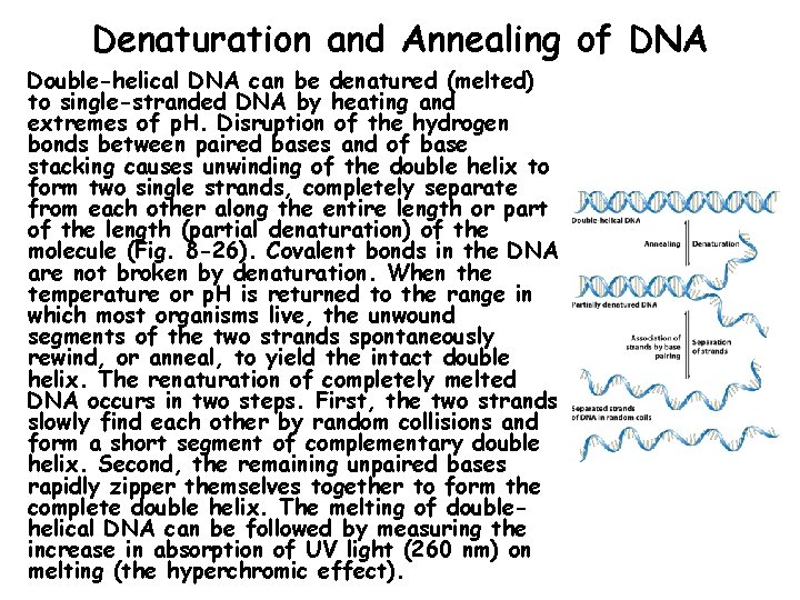 Denaturation and Annealing of DNA Double-helical DNA can be denatured (melted) to single-stranded DNA