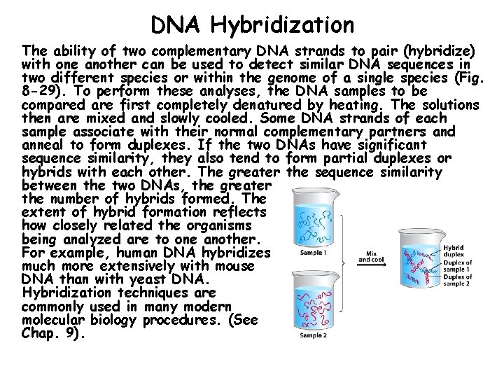 DNA Hybridization The ability of two complementary DNA strands to pair (hybridize) with one