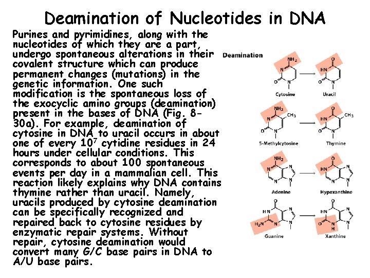 Deamination of Nucleotides in DNA Purines and pyrimidines, along with the nucleotides of which