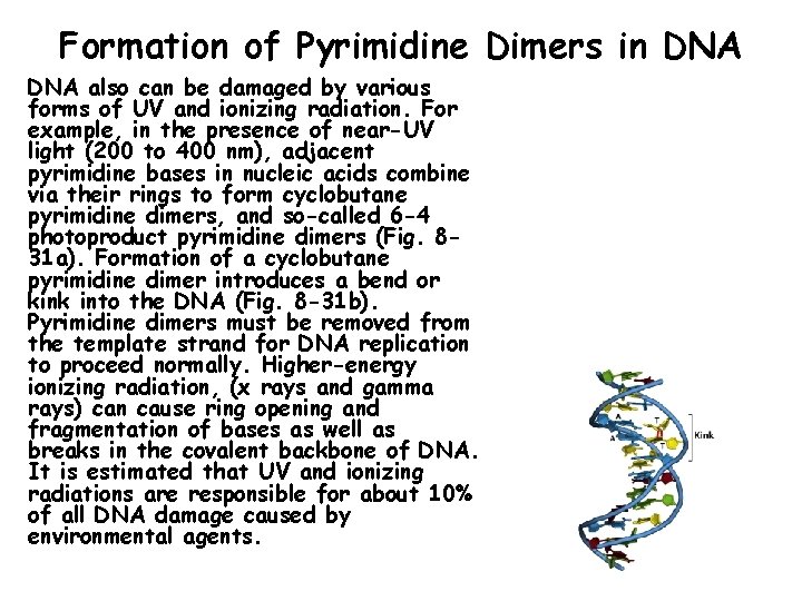 Formation of Pyrimidine Dimers in DNA also can be damaged by various forms of