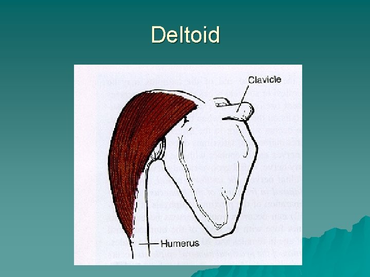 Deltoid 