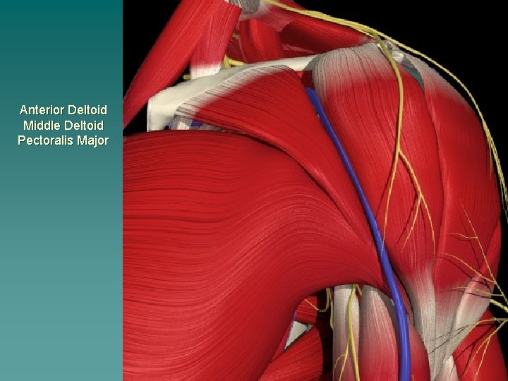 Anterior Deltoid Middle Deltoid Pectoralis Major 