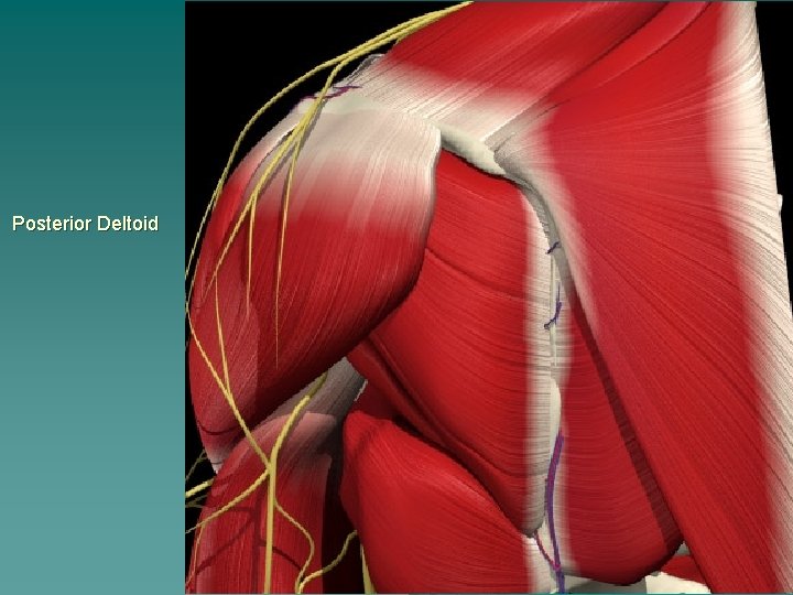 Posterior Deltoid 