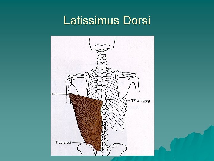 Latissimus Dorsi 