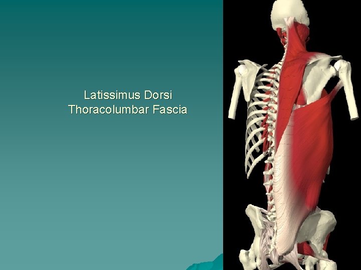 Latissimus Dorsi Thoracolumbar Fascia 