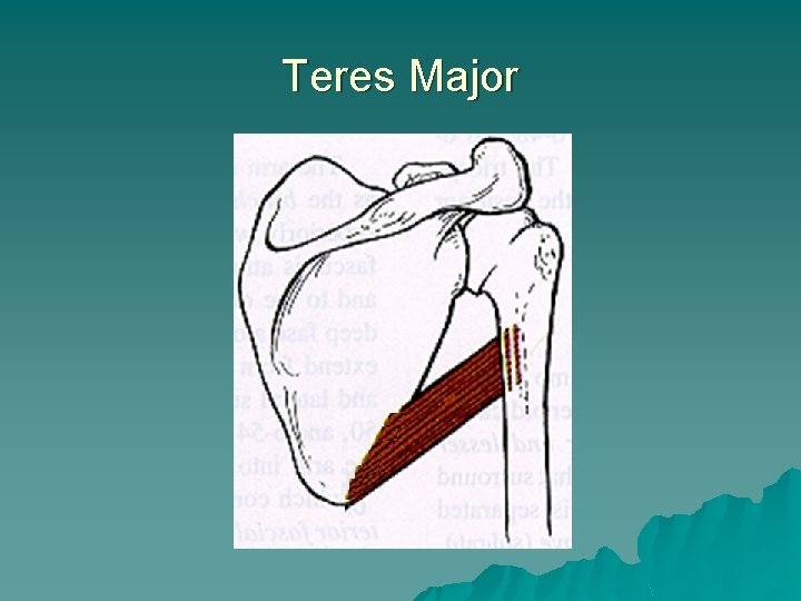 Teres Major 