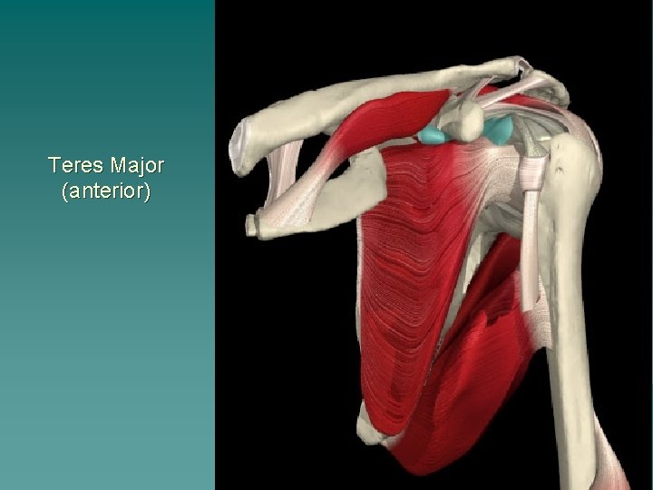 Teres Major (anterior) 