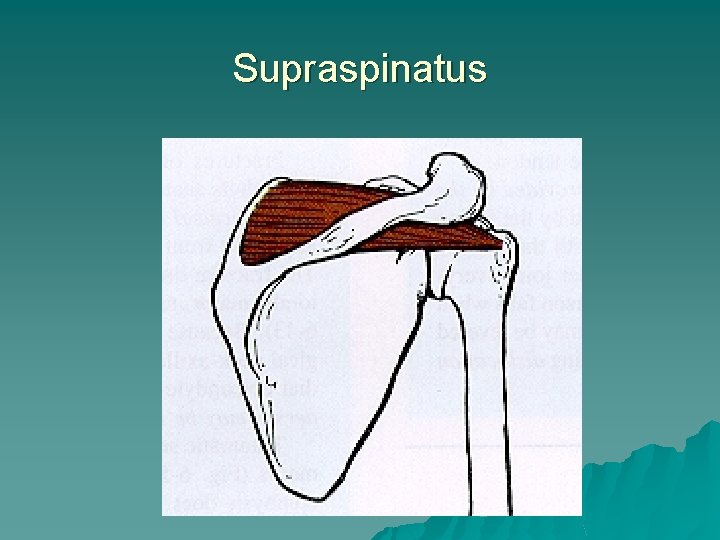 Supraspinatus 