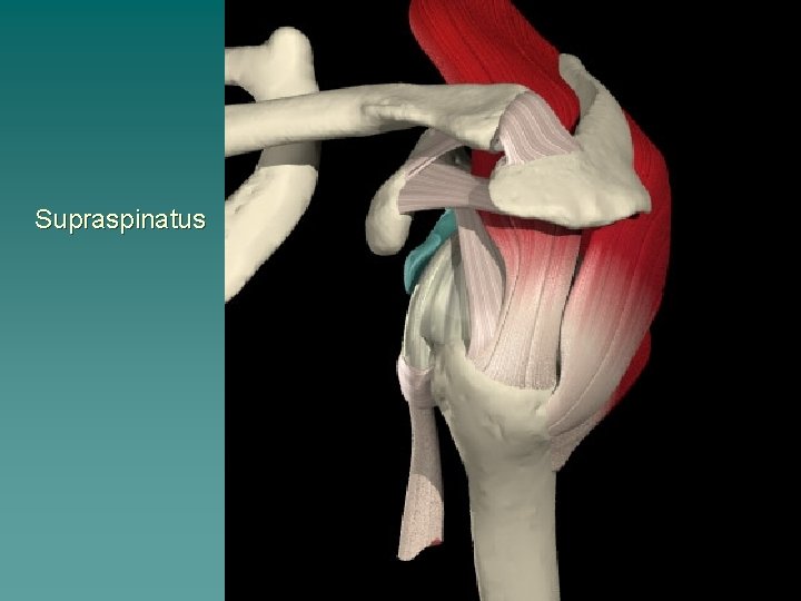 Supraspinatus 
