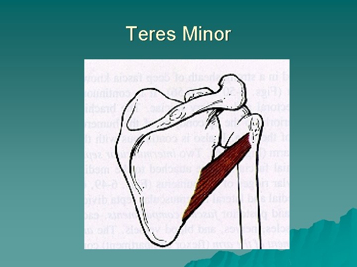 Teres Minor 
