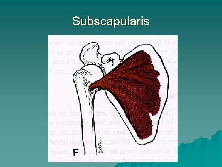 Subscapularis 