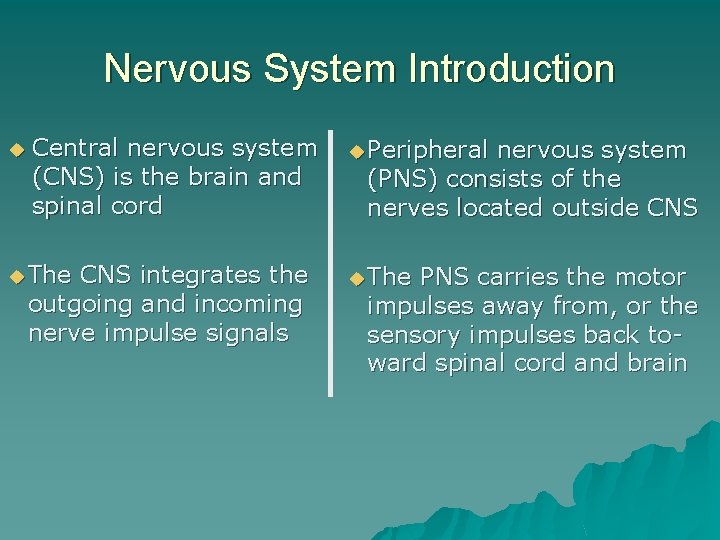 Nervous System Introduction u Central nervous system (CNS) is the brain and spinal cord