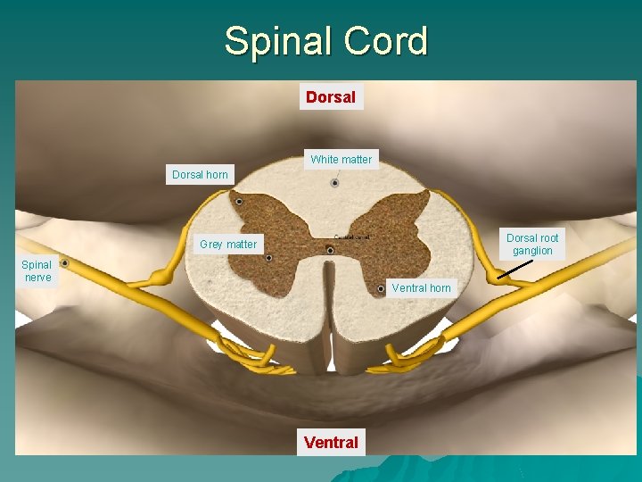 Spinal Cord Dorsal White matter Dorsal horn Dorsal root ganglion Grey matter Spinal nerve