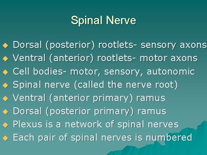 Spinal Nerve u u u u Dorsal (posterior) rootlets- sensory axons Ventral (anterior) rootlets-