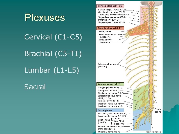 Plexuses Cervical (C 1 -C 5) Brachial (C 5 -T 1) Lumbar (L 1