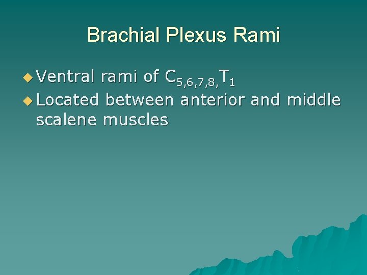 Brachial Plexus Rami u Ventral rami of C 5, 6, 7, 8, T 1