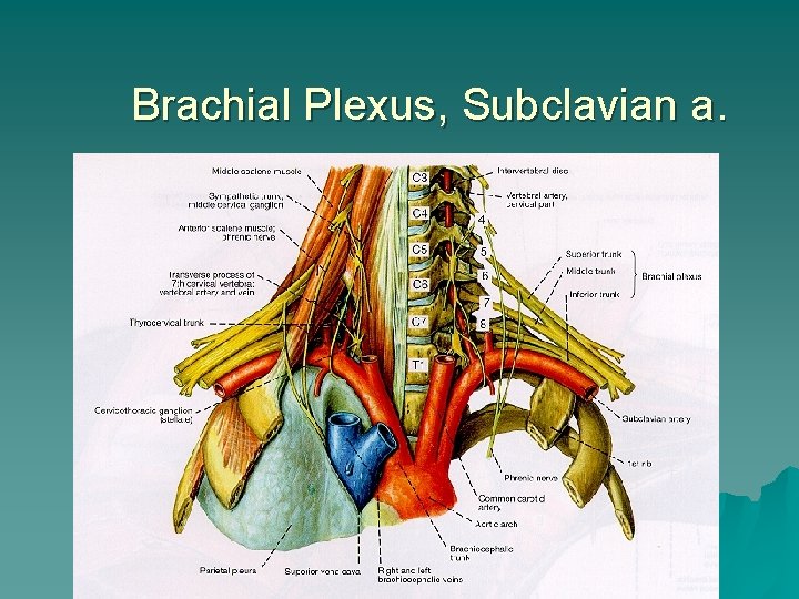 Brachial Plexus, Subclavian a. 