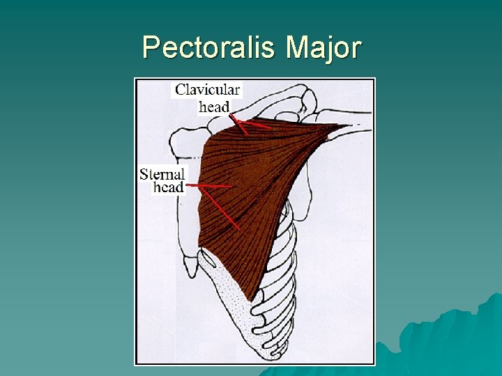 Pectoralis Major 