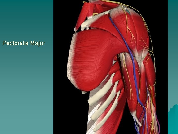 Pectoralis Major 