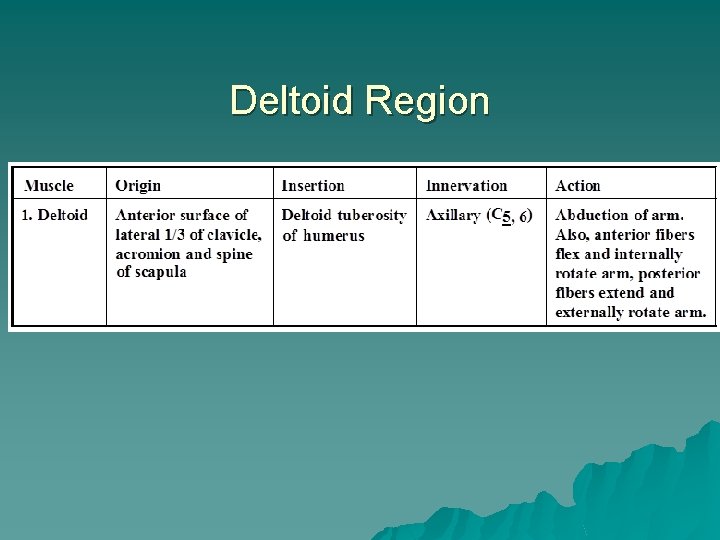 Deltoid Region 