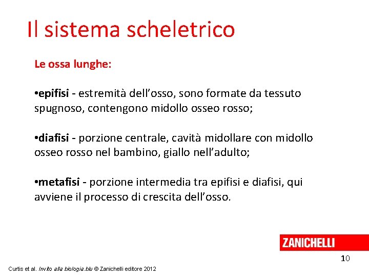 Il sistema scheletrico Le ossa lunghe: • epifisi - estremità dell’osso, sono formate da
