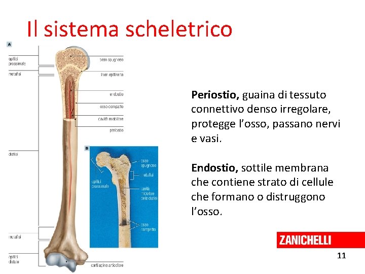 Il sistema scheletrico Periostio, guaina di tessuto connettivo denso irregolare, protegge l’osso, passano nervi