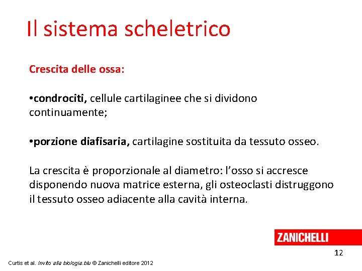 Il sistema scheletrico Crescita delle ossa: • condrociti, cellule cartilaginee che si dividono continuamente;