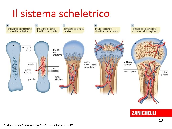 Il sistema scheletrico 13 Curtis et al. Invito alla biologia. blu © Zanichelli editore