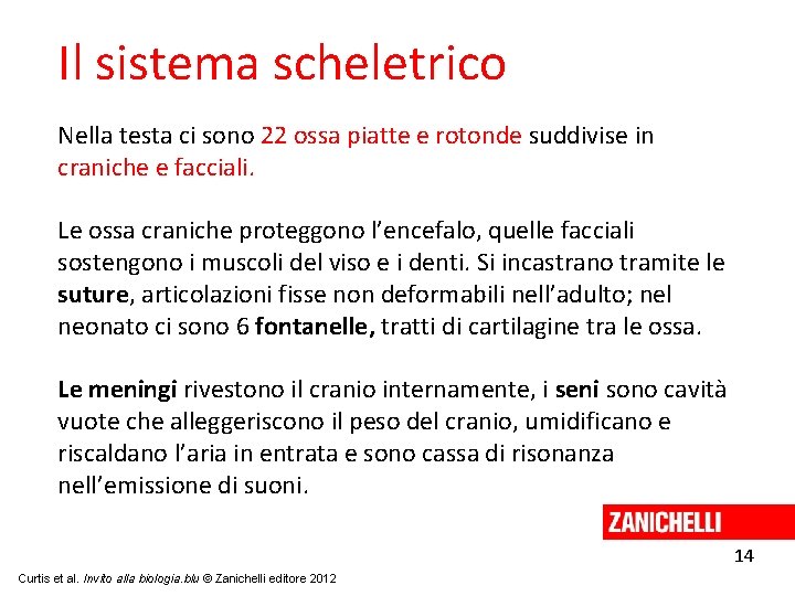 Il sistema scheletrico Nella testa ci sono 22 ossa piatte e rotonde suddivise in