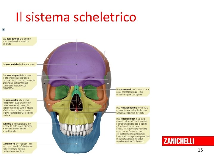 Il sistema scheletrico 15 Curtis et al. Invito alla biologia. blu © Zanichelli editore