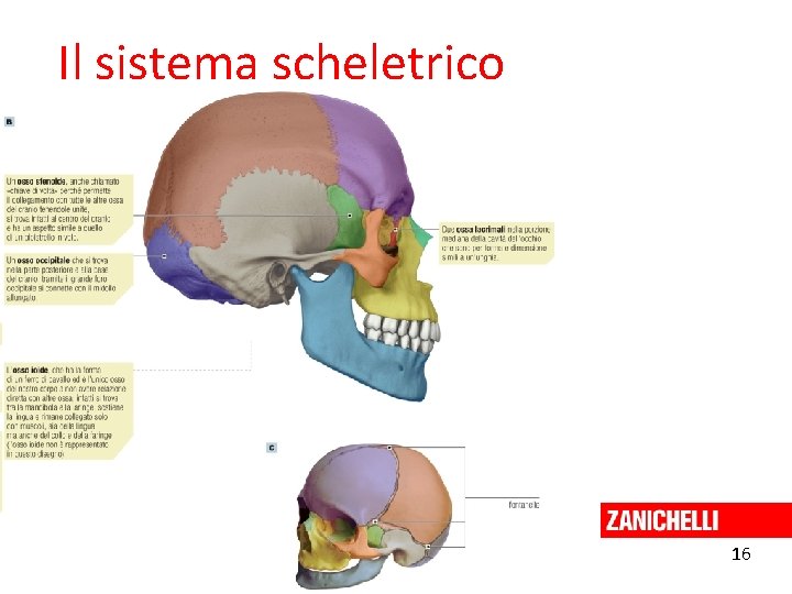Il sistema scheletrico 16 Curtis et al. Invito alla biologia. blu © Zanichelli editore