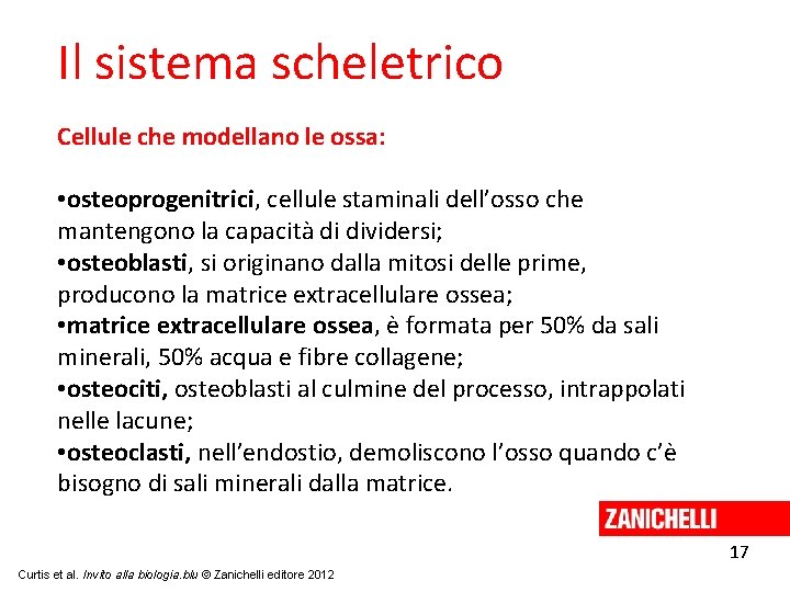 Il sistema scheletrico Cellule che modellano le ossa: • osteoprogenitrici, cellule staminali dell’osso che
