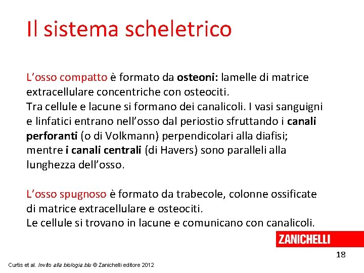 Il sistema scheletrico L’osso compatto è formato da osteoni: lamelle di matrice extracellulare concentriche