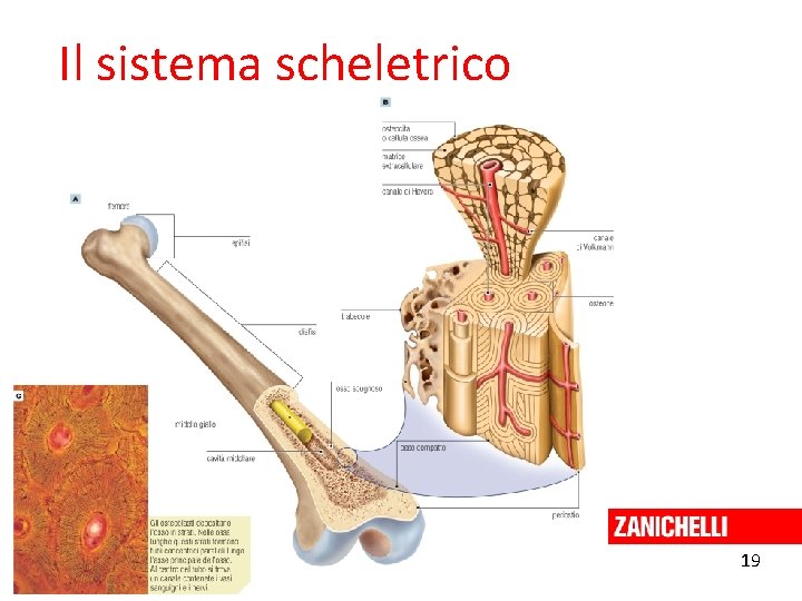 Il sistema scheletrico 19 Curtis et al. Invito alla biologia. blu © Zanichelli editore