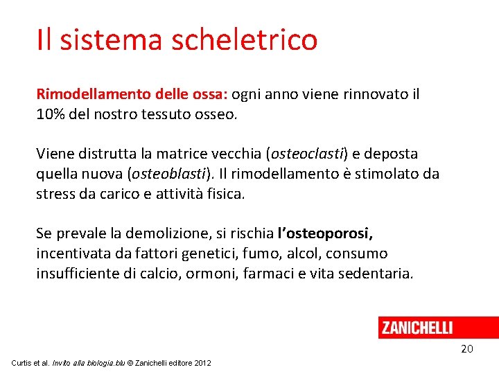 Il sistema scheletrico Rimodellamento delle ossa: ogni anno viene rinnovato il 10% del nostro