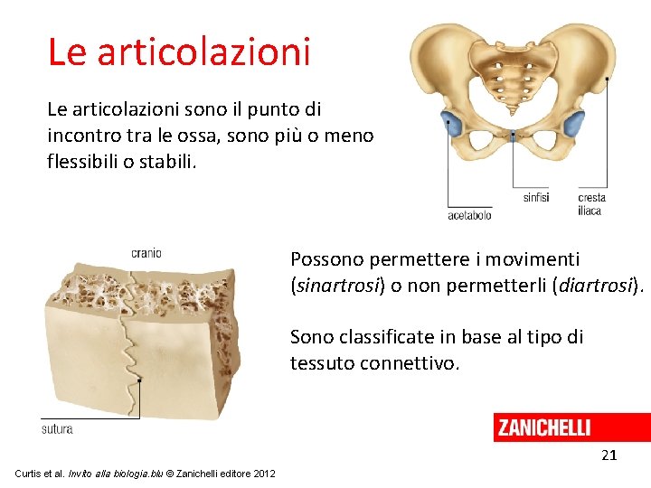 Le articolazioni sono il punto di incontro tra le ossa, sono più o meno
