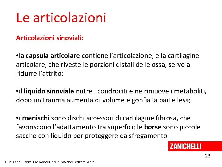 Le articolazioni Articolazioni sinoviali: • la capsula articolare contiene l’articolazione, e la cartilagine articolare,