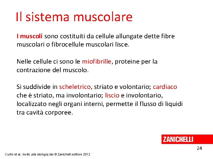 Il sistema muscolare I muscoli sono costituiti da cellule allungate dette fibre muscolari o