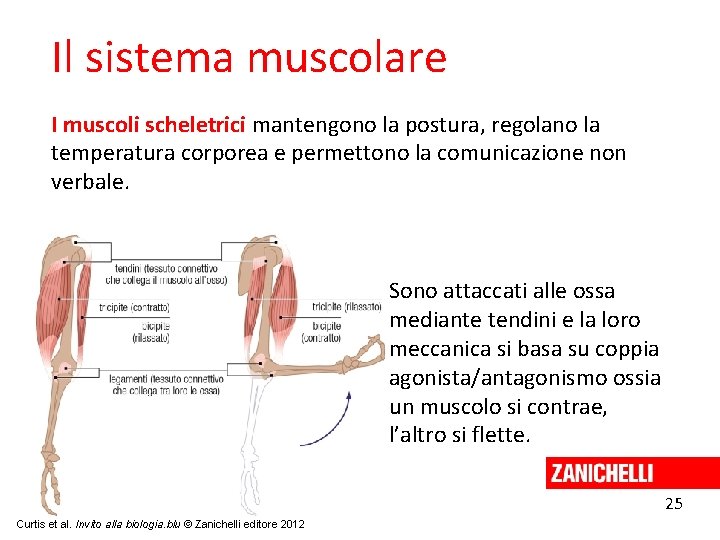Il sistema muscolare I muscoli scheletrici mantengono la postura, regolano la temperatura corporea e