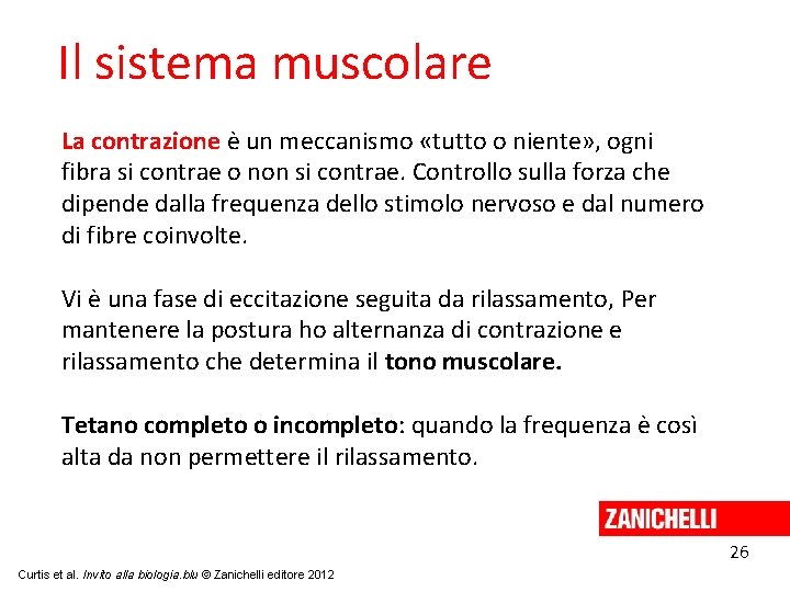 Il sistema muscolare La contrazione è un meccanismo «tutto o niente» , ogni fibra