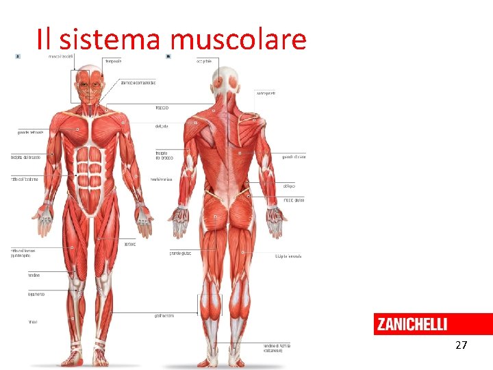 Il sistema muscolare 27 Curtis et al. Invito alla biologia. blu © Zanichelli editore