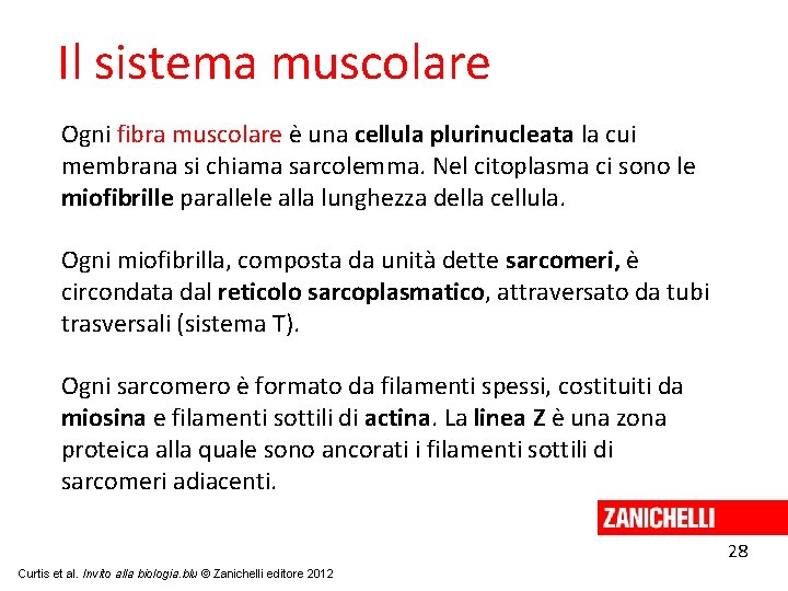 Il sistema muscolare Ogni fibra muscolare è una cellula plurinucleata la cui membrana si