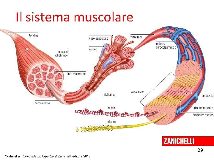 Il sistema muscolare 29 Curtis et al. Invito alla biologia. blu © Zanichelli editore