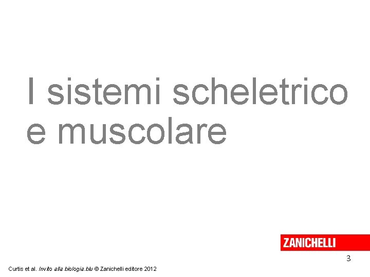 I sistemi scheletrico e muscolare 3 Curtis et al. Invito alla biologia. blu ©
