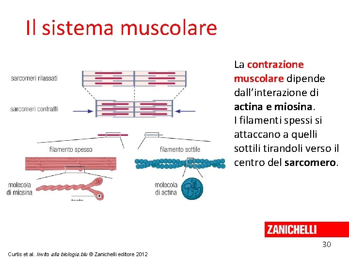 Il sistema muscolare La contrazione muscolare dipende dall’interazione di actina e miosina. I filamenti