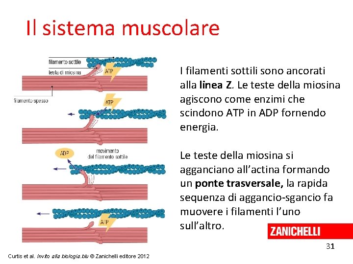 Il sistema muscolare I filamenti sottili sono ancorati alla linea Z. Le teste della