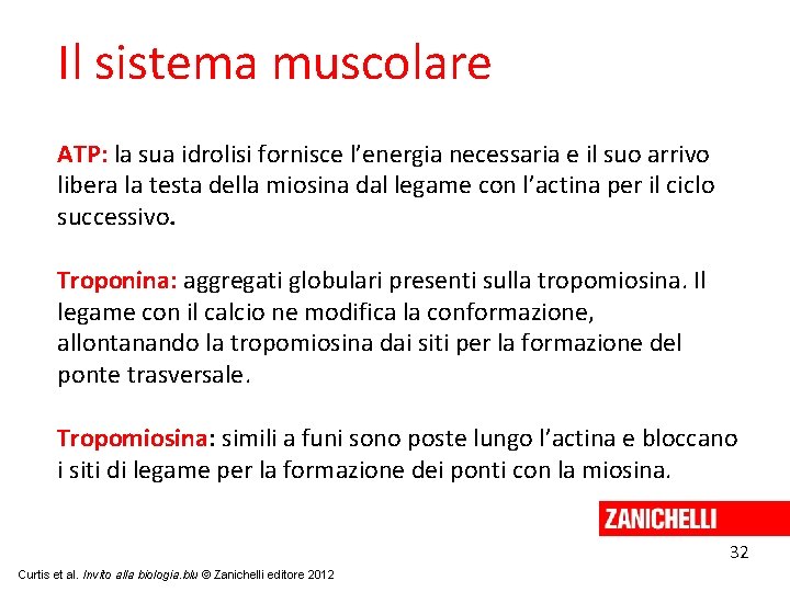 Il sistema muscolare ATP: la sua idrolisi fornisce l’energia necessaria e il suo arrivo