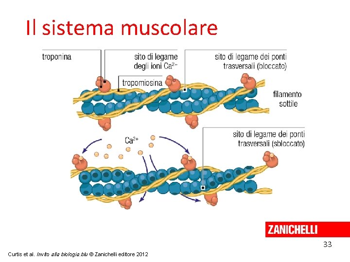 Il sistema muscolare 33 Curtis et al. Invito alla biologia. blu © Zanichelli editore