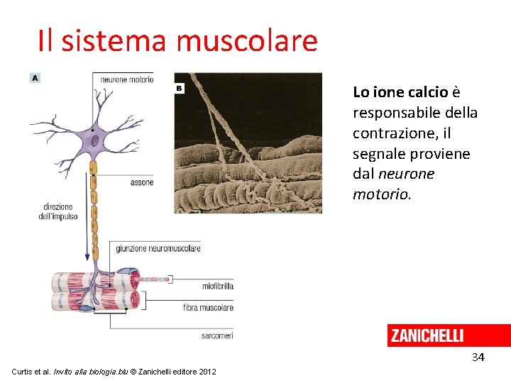 Il sistema muscolare Lo ione calcio è responsabile della contrazione, il segnale proviene dal
