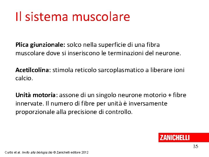 Il sistema muscolare Plica giunzionale: solco nella superficie di una fibra muscolare dove si